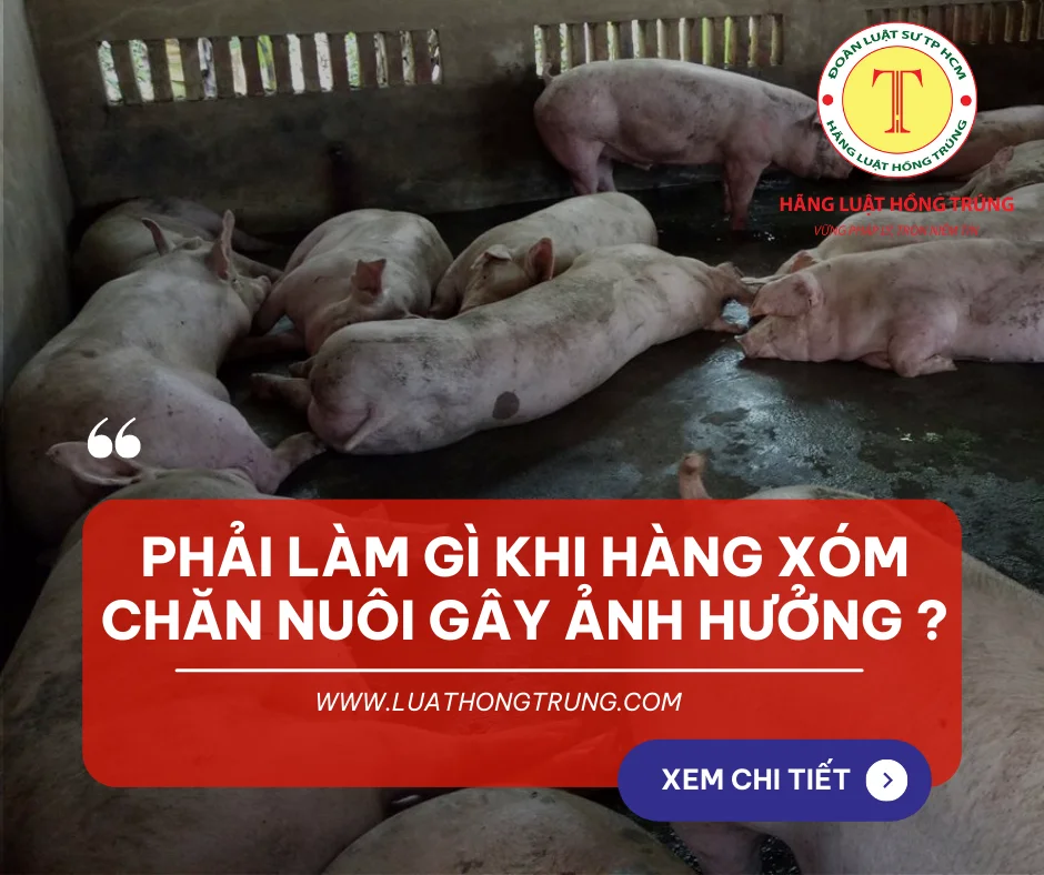 Phải làm gì khi hàng xóm chăn nuôi gây ảnh hưởng?
